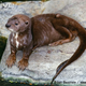 Illustration for article titled Monday Mustelid - Hydrictis maculicollis Edition